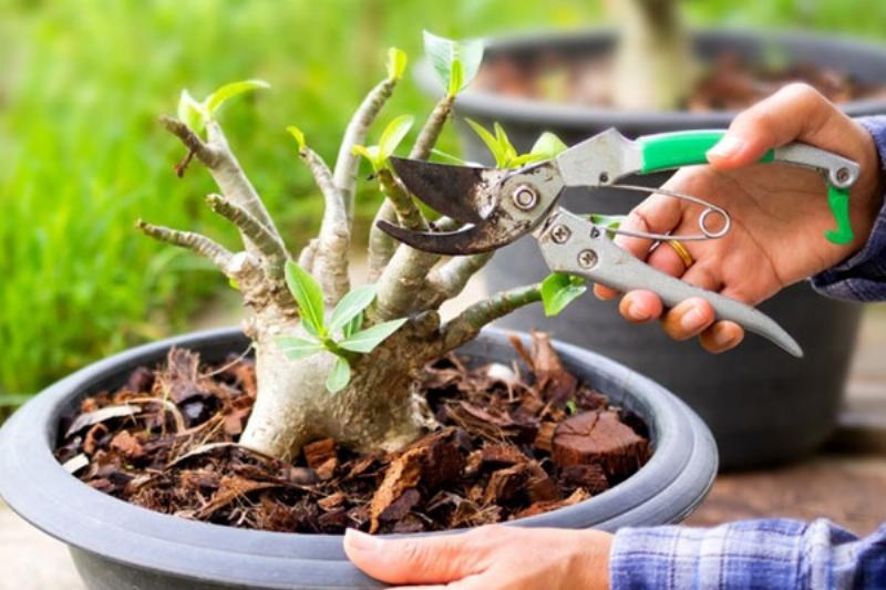Một người làm vườn đang cẩn thận bấm ngọn cây hoa cúc để khuyến khích cây ra nhiều nhánh hơn, trên ban công tràn ngập ánh nắng.